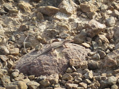 Mesalina adramitana