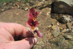 Gladiolus woodii