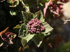 Spiraea morrisonicola