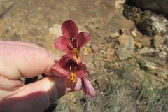Gladiolus woodii