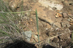 Gladiolus woodii