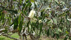 Melaleuca leucadendra