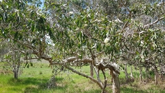 Melaleuca leucadendra