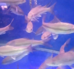 Neolissochilus stracheyi