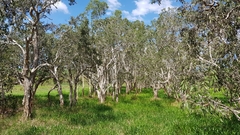 Melaleuca leucadendra