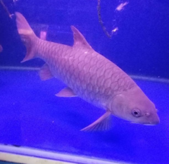 Tor tambroides