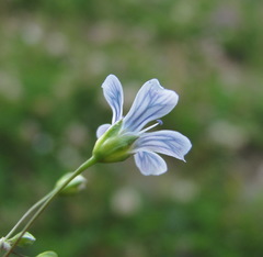 Gypsophila elegans