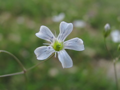 Gypsophila elegans