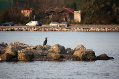 Phalacrocorax carbo