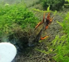 Apistogramma cacatuoides