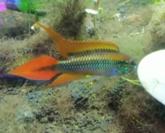 Apistogramma agassizii