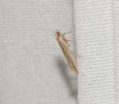 Asymphorodes triaula