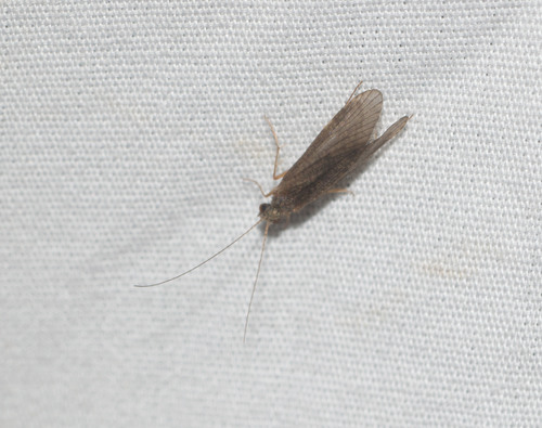 Net-spinning caddisfly photo 3