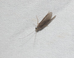 Cheumatopsyche analis