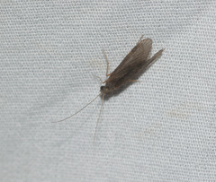 Cheumatopsyche analis