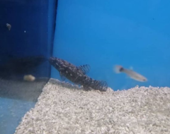Black Wolf Fish photo 1