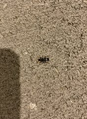 Scrobiger splendidus