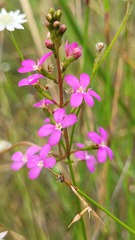 Stylidium productum