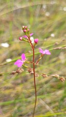 Stylidium productum