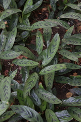 Stachyphrynium repens