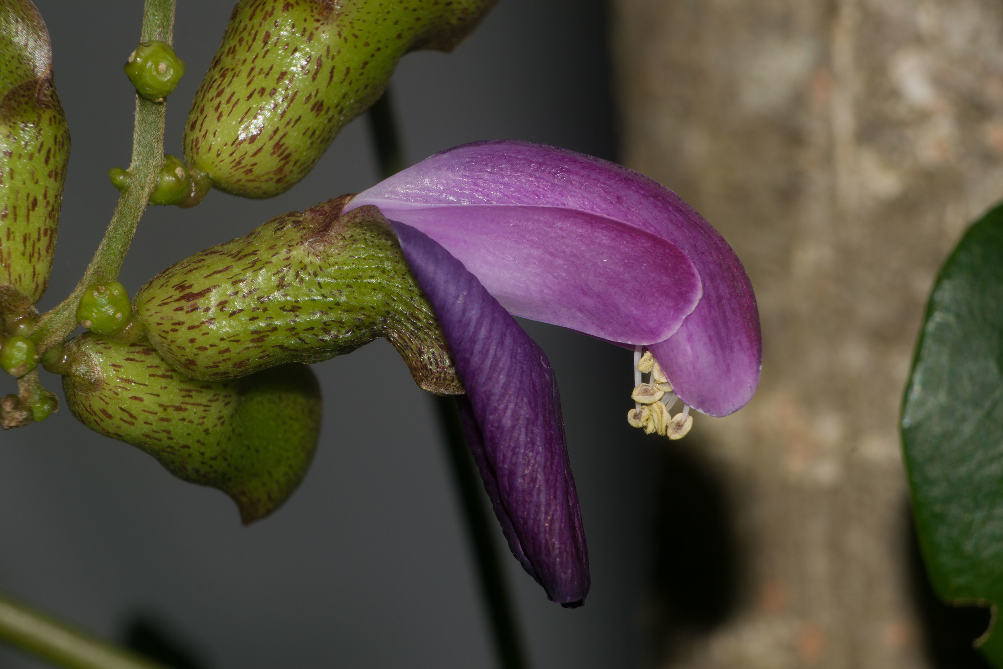 Canavalia galeata