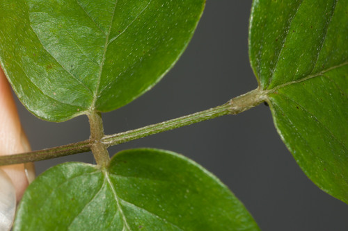 Canavalia galeata
