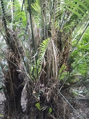 Arenga pinnata