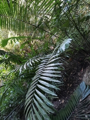 Arenga pinnata