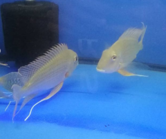 Geophagus altifrons