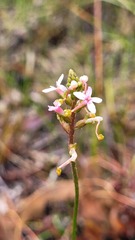 Stylidium productum