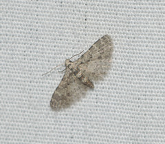 Alucita objurgatella