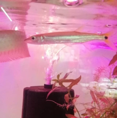 Acestrorhynchus falcirostris