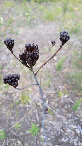 Haemodorum planifolium (Haemodorum planifolium)
