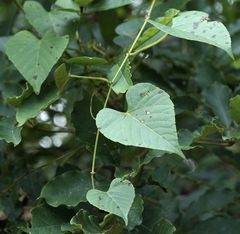 Cissus adnata