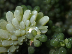 Sacoproteus smaragdinus