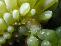 Sacoproteus smaragdinus