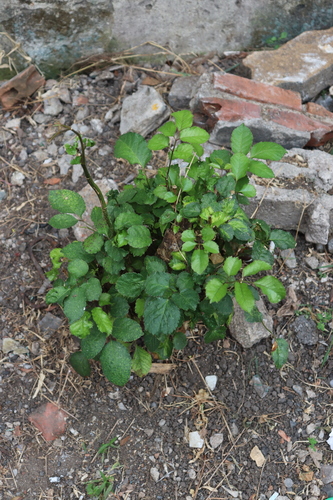 Pogostemon cablin iNat (2)