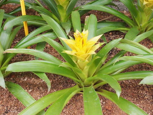Guzmania lingulata