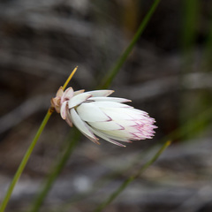 Johnsonia lupulina