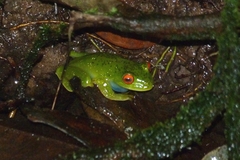 Aplastodiscus sibilatus