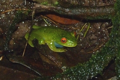 Aplastodiscus sibilatus