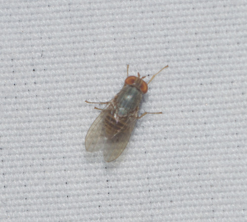 Homoneura hawaiiensis observed 2021-12-18