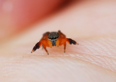 Euophrys kataokai