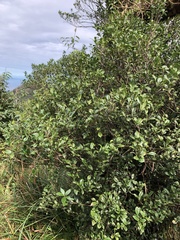 Symplocos macrostroma