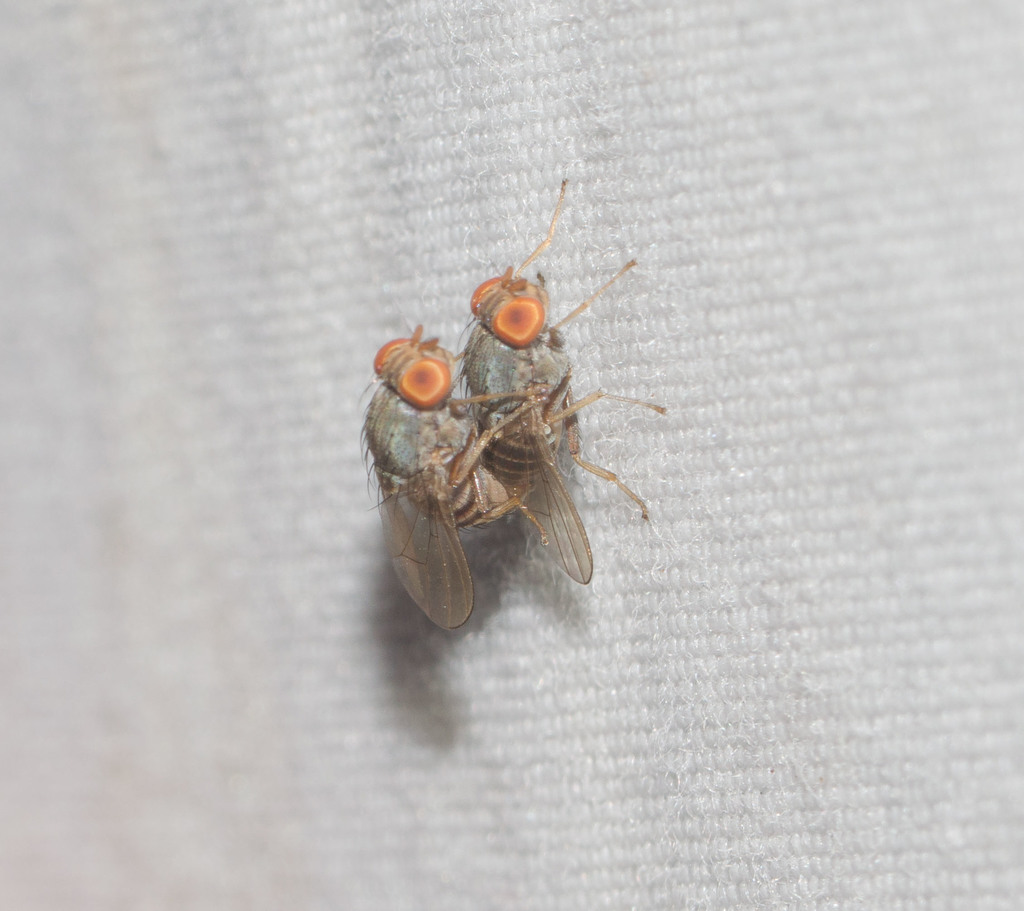 Beach fly