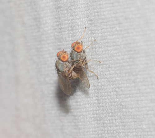 Beach fly