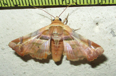 Eutelia callichroma