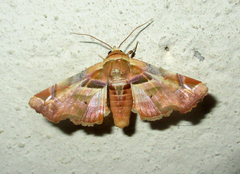Eutelia callichroma