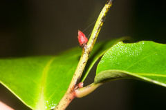 Diospyros hillebrandii