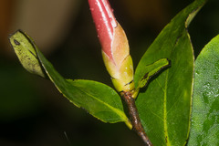 Diospyros hillebrandii